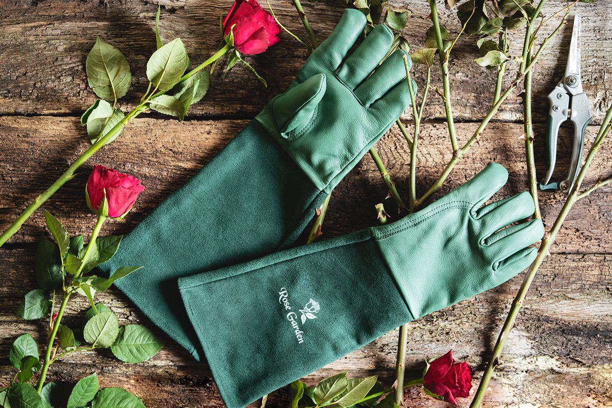 ACE Rose Garden Arbeitshandschuhe - extra-lange Garten-Handschuhe für die Arbeit - 08/M (1er Pack)